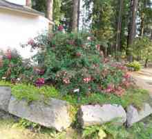 Fuchsia în grădină: cultivarea și îngrijirea, reproducerea, fotografie