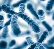 Funcțiile cromozomilor și structura lor. Care este funcția cromozomilor din celulă?