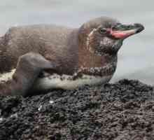 Pinguin Galapagos: locuință, hrană, fapte interesante