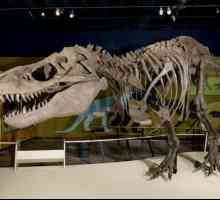 Unde este cel mai cunoscut muzeu al dinozaurilor din lume?