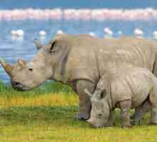Unde trăiesc rinocerii și ce specii sunt acestea
