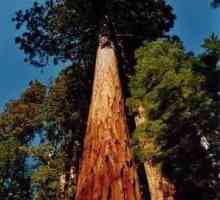 Unde crește cel mai mare copac de pe Pământ