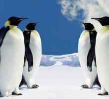 Unde locuieste pinguinul? Unde locuiesc pinguini, cu excepția Antarcticii?