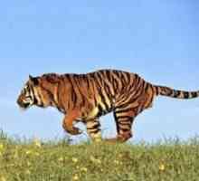 În cazul în care trăiesc tigrii, mulți încă nu știu