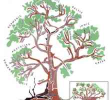 Arbore genealogic al limbilor indo-europene: exemple, grupuri de limbi, trăsături