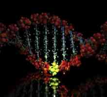 Mutațiile genetice sunt asociate cu modificări ale numărului și structurii cromozomilor