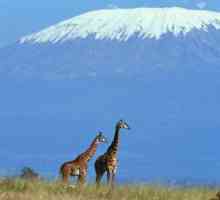 Coordonatele geografice ale vulcanului Kilimanjaro și alte caracteristici