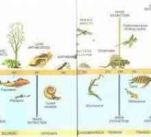Cronologie geologică. Tabelul geochronologic