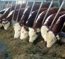 Rasa Hereford de vaci: trăsături de reproducție, conținut, prețuri pentru tineri și indivizi…
