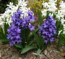 Hyacint într-o oală: îngrijire la domiciliu, plantare, creștere și recomandări