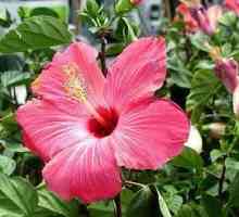 Hibiscus treelike grădină: descrierea plantei, îngrijire, reproducere