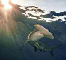 Giant Shark Hammerhead: descriere și fotografie