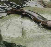 Giant salamandru (gigantic): descriere, dimensiuni