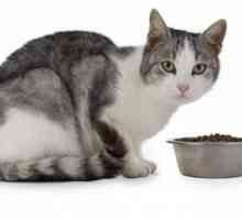 Hrana pentru pisici hipoalergenice: tipuri și recenzii