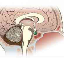 Pituitara: ce este și ce efect are asupra corpului?