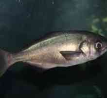 Hipoglobul de pește de mare adâncime: descriere și caracteristici