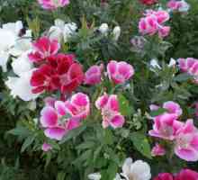 Godette: plantarea și îngrijirea florilor de grădină