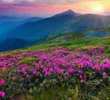 Flori de munte: nume și caracteristici