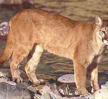 Leul de munte este o pisică mare și pradă. Reproducere, nutriție și fotografie a animalului
