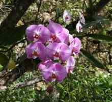 Ghiveci pentru orhidee: ce ar trebui să fie? Orhideele de interior: Îngrijire