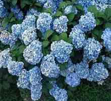 Hydrangea albastru: plantare și îngrijire. Cum să aibă grijă de o hortensie albastră