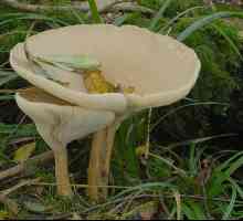 Govorushka: ciuperca este interesantă, dar puțin cunoscută. Mâncăruri de la govoroshek