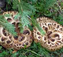 Ciuperci Yezhovik: descriere, habitat și aplicare în gătit
