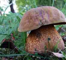 Ciuperci poddubikovi: descriere și fotografie