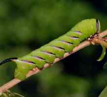 Caterpillar cu un corn pe coadă: fotografie, așa cum se numește
