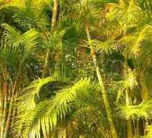 Chrysalidocarpus: îngrijire la domiciliu, fotografie