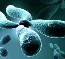 Cronologia cromozomilor Morgan: definiție, principii și caracteristici