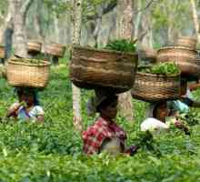 Provincia indiană Assam: ceaiul său de producție este unul dintre liderii internaționali