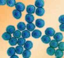 Perioada de incubație a rotavirusului la adulți și la copii. Simptomele infecției cu rotavirus