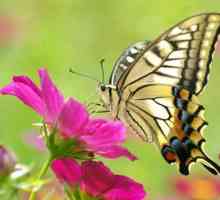 Informații interesante despre fluturi pentru copii. Butterfly-lemongrass: fapte interesante