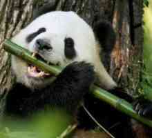 Informații interesante despre panda care va lovi multe