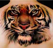 Valorile interesante ale tatuajului. Tigrul în diferite culturi