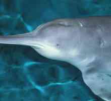 Speciile dispărute de animale: delfinul râului chinezesc (baji)
