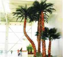 Un palmier artificiale este o plantă de sud care nu va dispărea niciodată