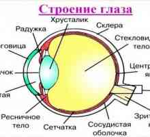 De ce constă ochiul uman? Structura ochiului