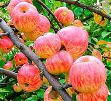 Apple tree `apple saved `: descriere, fotografii și recenzii