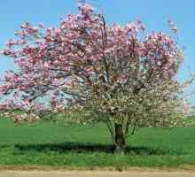 Apple Tree Mantet: descrierea soiurilor, plantarea și îngrijirea