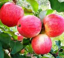 Apple copac vis: secrete de cultivare