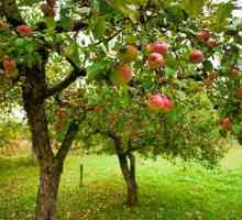 Apple Pervouralskaya: descrierea soiului, plantare și îngrijire