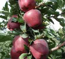 Red Apple Chef: descriere, plantare și îngrijire