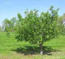 Apple Tree Scala - una dintre cele mai bune soiuri pentru Rusia Centrală
