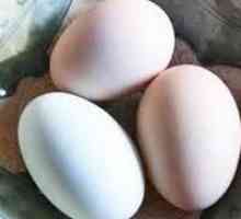 Cojii oului. Aplicație în scopuri medicinale
