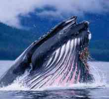 Balena japoneză: stilul de viață, zona, protecția