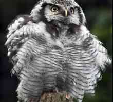 Hawk Owl: descriere și fotografie