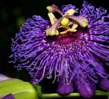 Flori exotice: frumusețea și originalitatea în casă
