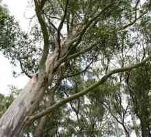 Elucidul eucalipt: descriere, fotografie, distribuție, proprietăți medicinale